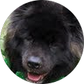 RDS 40 Avatar